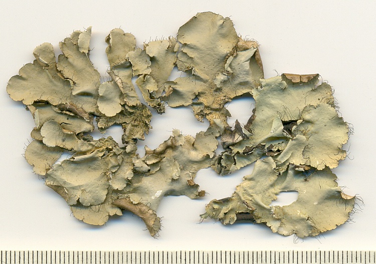 Parmotrema catarinae from Brazil, Paraná, Guaraqueçaba leg. C.G. Donha 649 (UPCB)